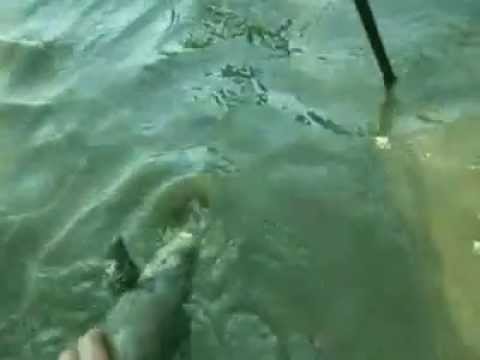 Карп 4кг, открытие сезона на реке Ока 20013 год.