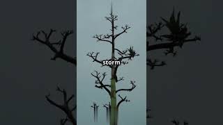 The Seed and the Storm