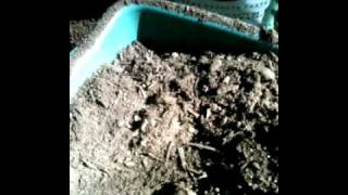 SG #65 Mr. Paka420 Transplants Tomato