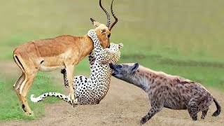 Omg! Hyenas Really Want To Save Impala From Leopard Hunting – King Hyena Steal Prey Of Leopard.