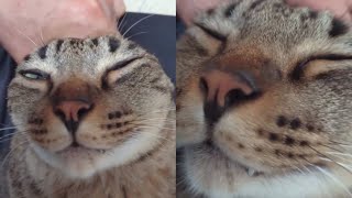 Cat Enjoys The Ultimate Head Scratches
In this clip, a large, mature cat is completely at ease, lying back as his owner gently scratches and massages his head. The cats face says it all—his eyes are half-closed, barely open, as he sinks into deep relaxation, clearly savoring every moment of the soothing attention. His calm expression and slow blinks show how much he loves the head scrubbing, enjoying the care with pure contentment. The slow, rhythmic movements of the owner’s hands add to the peaceful atmosphere, making it a perfect display of trust and affection between pet and owner.
Note: All Videos Here On This Channel Have Been Allowed To Be Uploaded On It(except Commentary, its Original And Added By Me With My Own Voice)
Love Animals? Subscribe: http://bit.ly/2uYJqbf
Follow Strange incident:
Tweet with us on Twitter: https://twitter.com/stgincident
Love our Instagram: https://www.instagram.com/strangeincidentofficial
Like us on Facebook: https://www.facebook.com/strangeincident Cat Enjoys The Ultimate Head Scratches