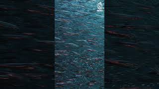 Where will fish be found for biofloc fish farming?| #Shorts