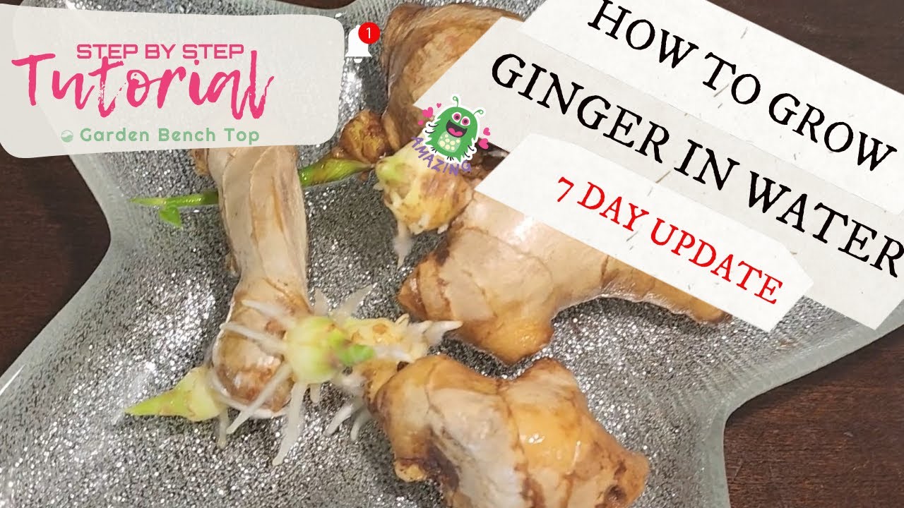 Ginger Root Water Propagation 1 Week Update (Check out the new growth