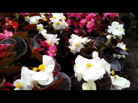 3 Plantas para media sombra de facil cuidado - Vivero Marra