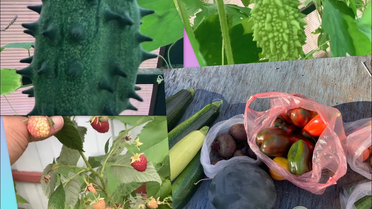 Кивано, момордика, бамия, батат, мелотрия, арбузы и виноград на даче в Подмосковье!