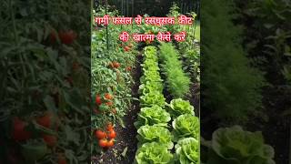 गर्मी में रस चूसक कीटों के खत्म कैसे करे?#shorts
