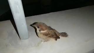 深夜に発見した寝ぼけたスズメ
