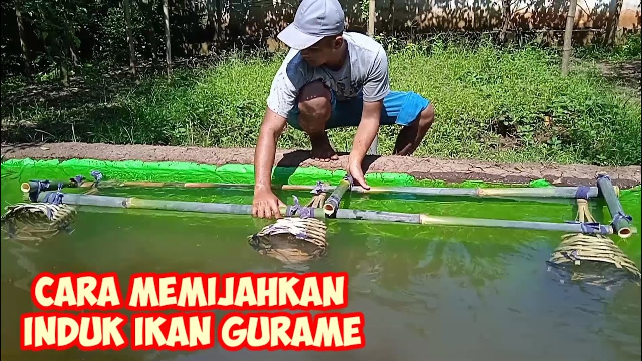 CARA MEMIJAH INDUK GURAME!! 1 JANTAN 3 BETINA - KOLAM 3X2M