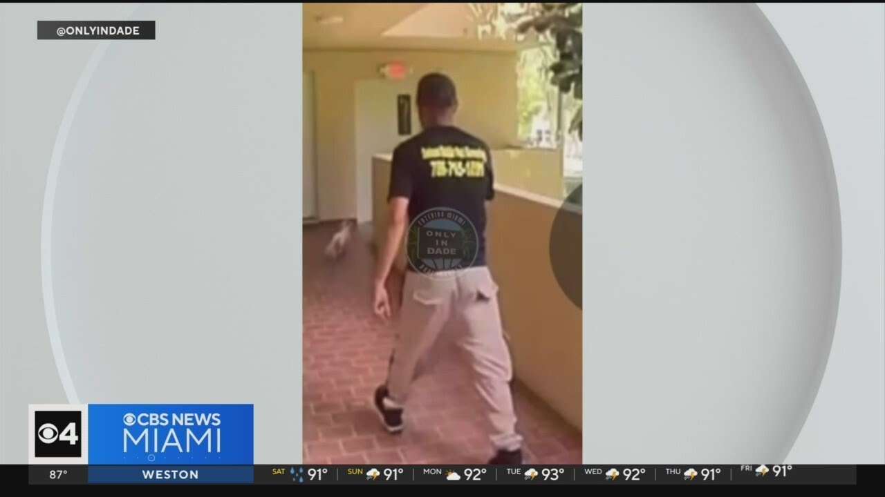 Caught on camera: Man kicks dog in Hialeah - YouTube
