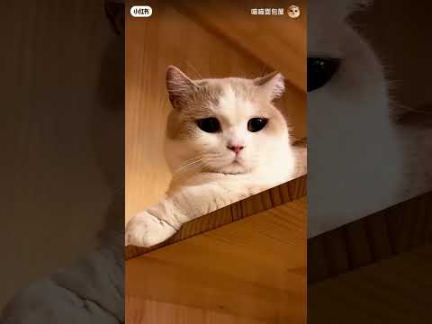 ‎Cute cats and their Funny acts ❤️❤️ #shorts #youtube #cute #funny #baby #comedy #viral #viralvideo