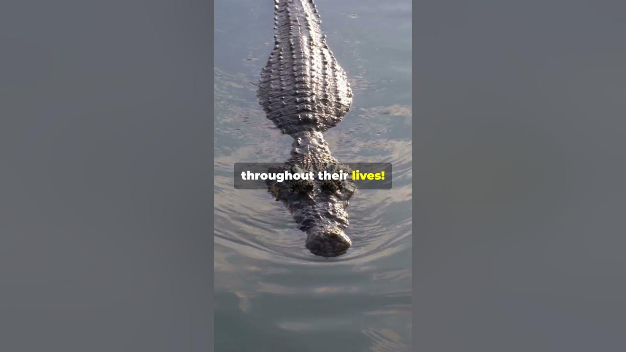Crocodiles don't die due to old age😱! #shorts #shortsfeed #crocodile #