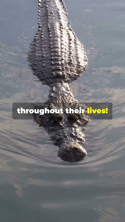 Crocodiles don't die due to old age😱! #shorts #shortsfeed #crocodile #