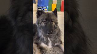 Lets See What Siblings We Have At Dog Daycare Today