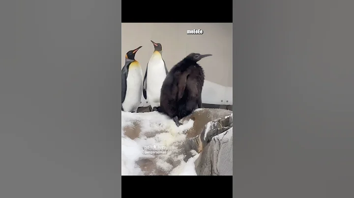 Overbearing Penguin 🎥: jamparadmall (IG) #shorts