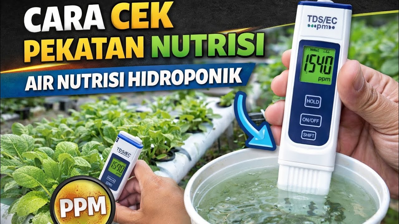 Cara simpel cek pekatan nutrisi hidroponik  