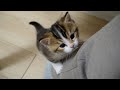 Kitten nico wants to be bothered by his owner so he climbs up on his legs