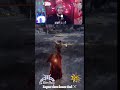 Raptor claws honor dual ⚔️ #playstation #eldenring #ps5 #twitch #youtube