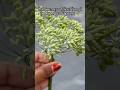 Harvest Saunf (somp) grown from scratch at home 🪴 #fennelplants