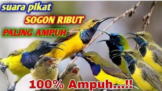 mp3 suara sogon ribut 100% amuh buat pikat