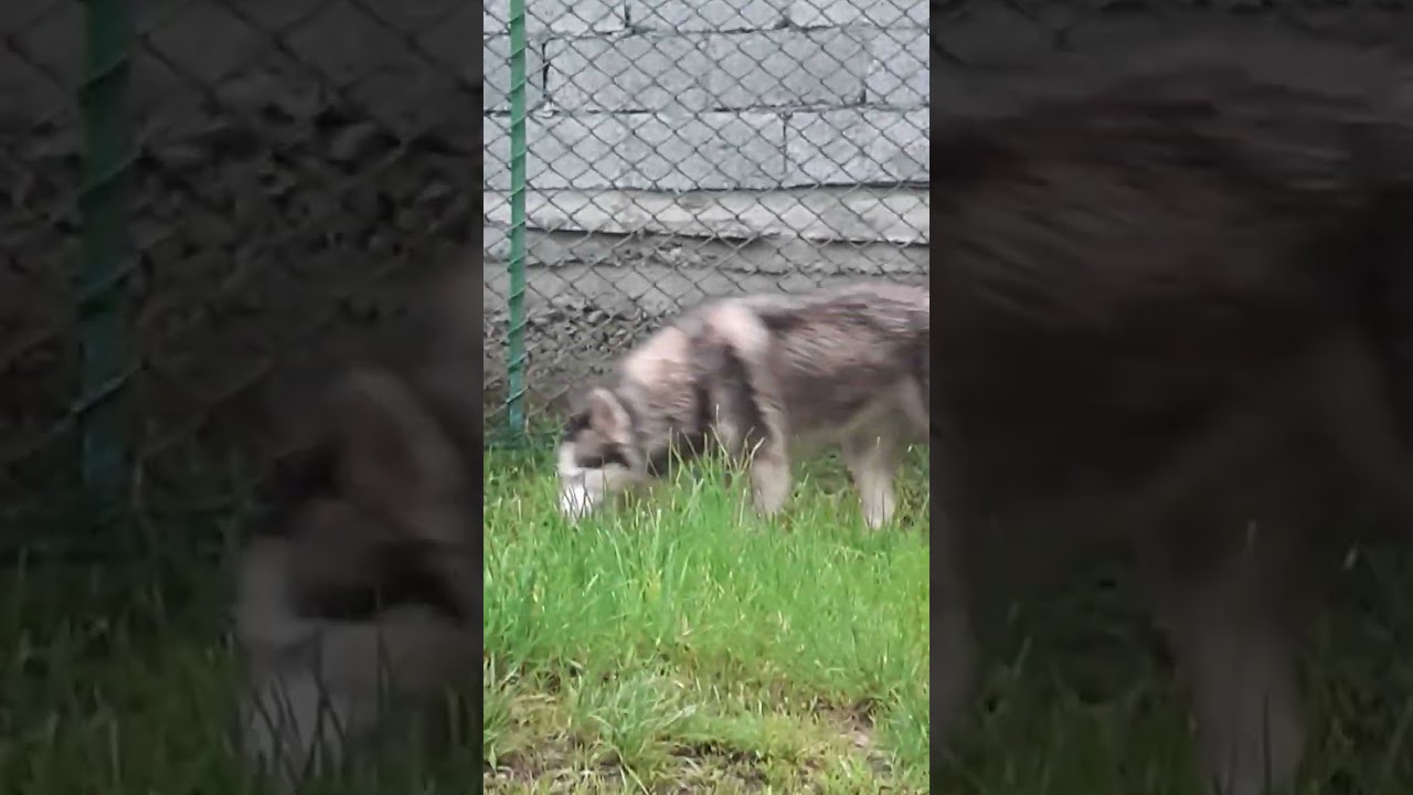 хаски Альфа