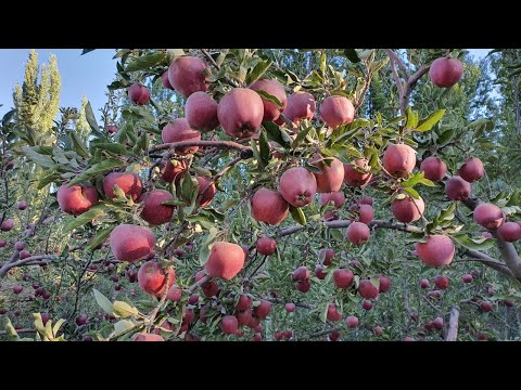 Video: Пляждагы алча дарагын кантип бутоо керек - жээк алчасын кыркуу боюнча кеңештер