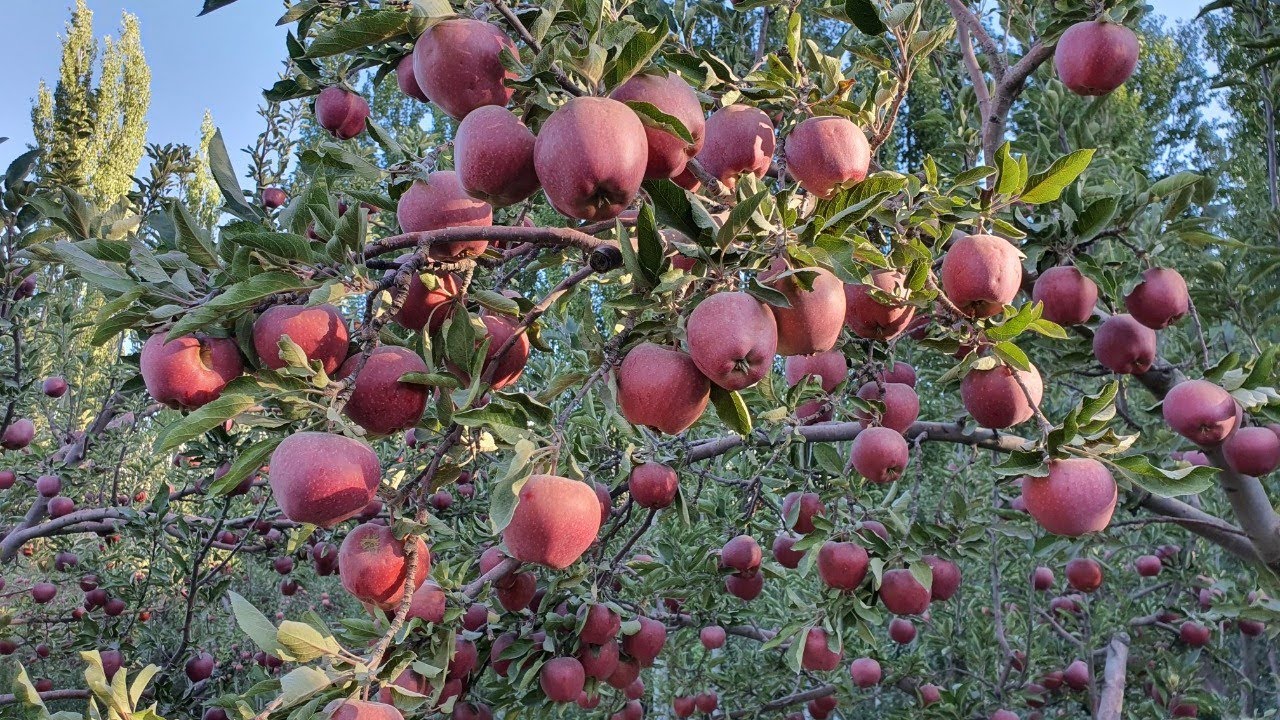 Мындай түшүмдүү АЛМА бакты көрөбөдүм эле || Кичинекей жерден 9 тонна алма алат ~ Өтө пайдалуу кеңеш