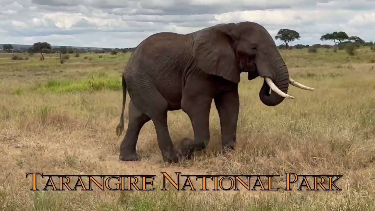 Experience a Luxury Tanzania Safari | Guest Highlights