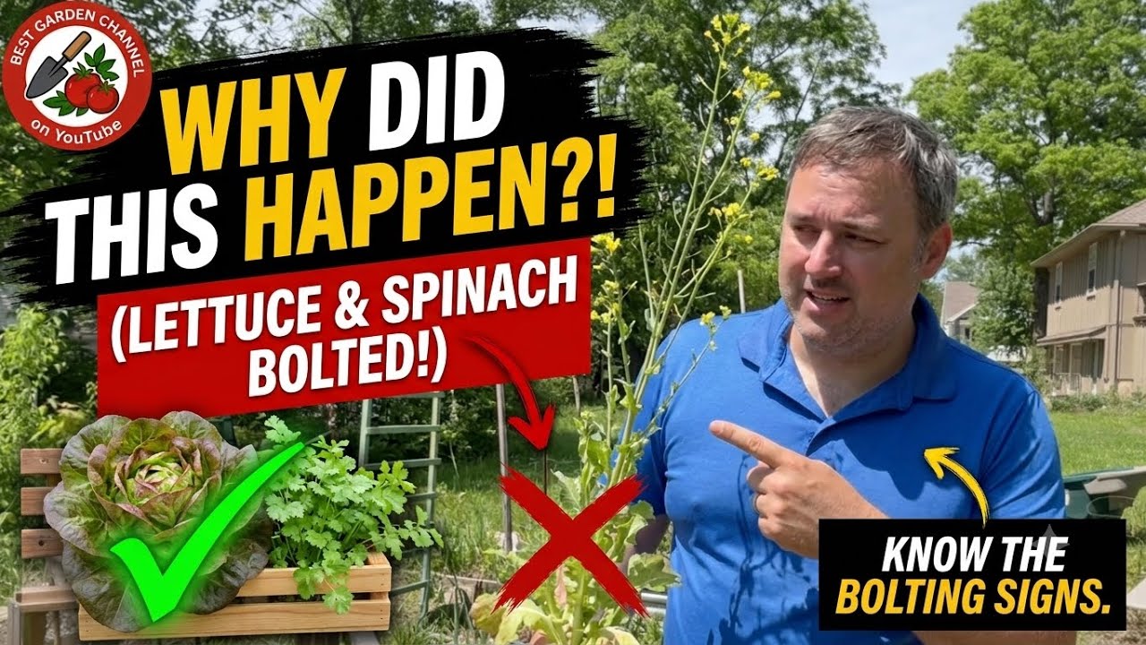 Why Your Lettuce is Growing Tall and Bitter (Stop Eating It!)