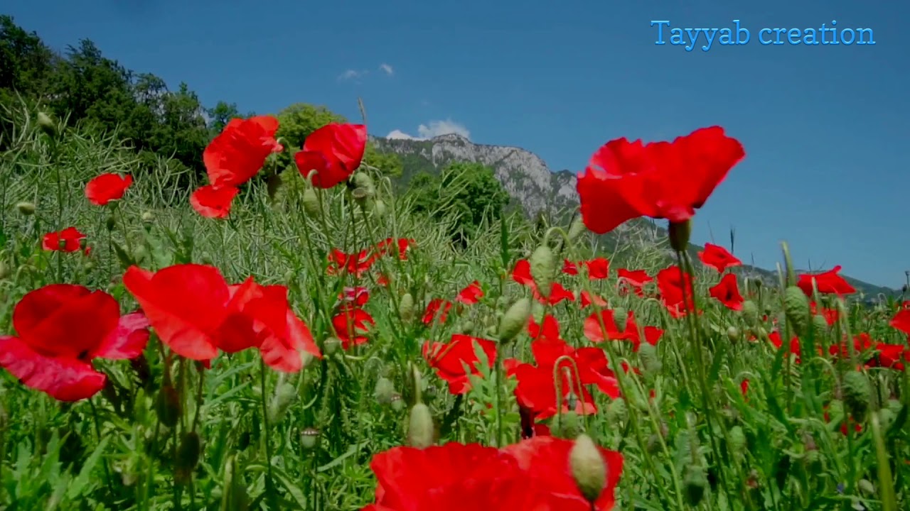 Nature Flower WhatsApp Status  Beautiful Flower  Red Rose Tayyab creation 