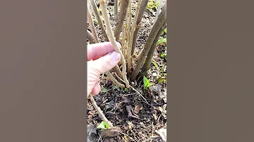 НЕ ОБРЕЗАЙТЕ СМОРОДИНУ, ПОКА НЕ ПОСМОТРИТЕ ЭТО ВИДЕО / СМОРОДИНА РАЗМЕРОМ С ВИШНЮ С ПОМОЩЬЮ ОБРЕЗКИ