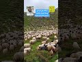 الاغنام في المراعي وسط الجبال العالية اكتب سبحان الله في التعليقات اشتراك لاتنسوا الصلاة على النبي 