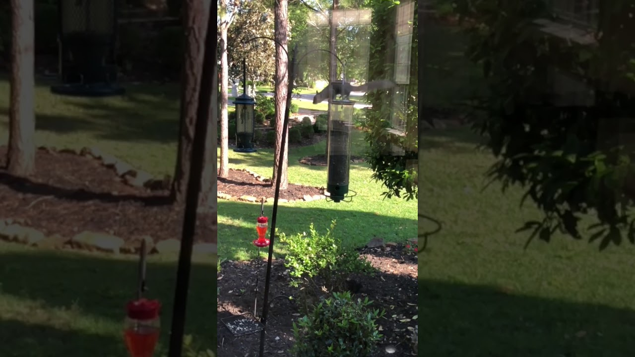 Squirrel Came In Like A Wrecking Ball Youtube