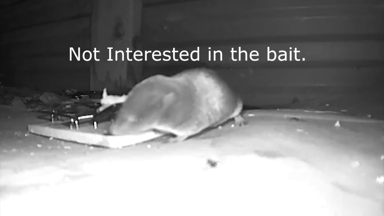 How to get rid of Shrews. Graphic Content YouTube