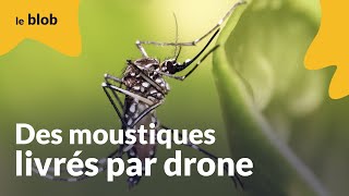 Des moustiques livres par drone | Actu de science screenshot 4
