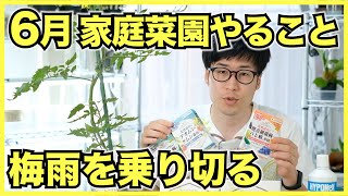 【家庭菜園】6月にやるべきこと！野菜のお世話をして収穫を始めよう【追肥, 摘心, 人工授粉, 脇芽取り】