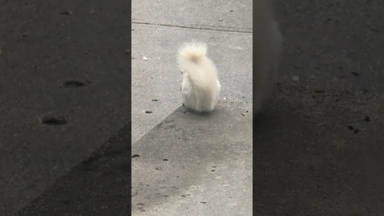 White Squirrel on my front  porch! (2026) #shorts #drockingfish