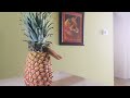  pineapple cut eat dry ferment grow your own  gemfox food and gardening  tepache vinegar