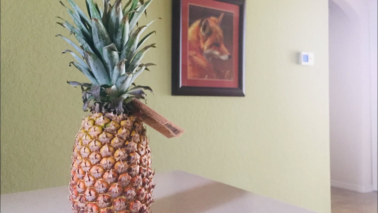 🍍 Pineapple Cut, Eat, Dry, Ferment, Grow Your Own GemFOX Food and