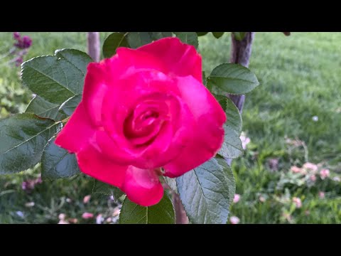 اهمية خلع رؤوس الورد الجوري الذابله او المنتهية التفتيح