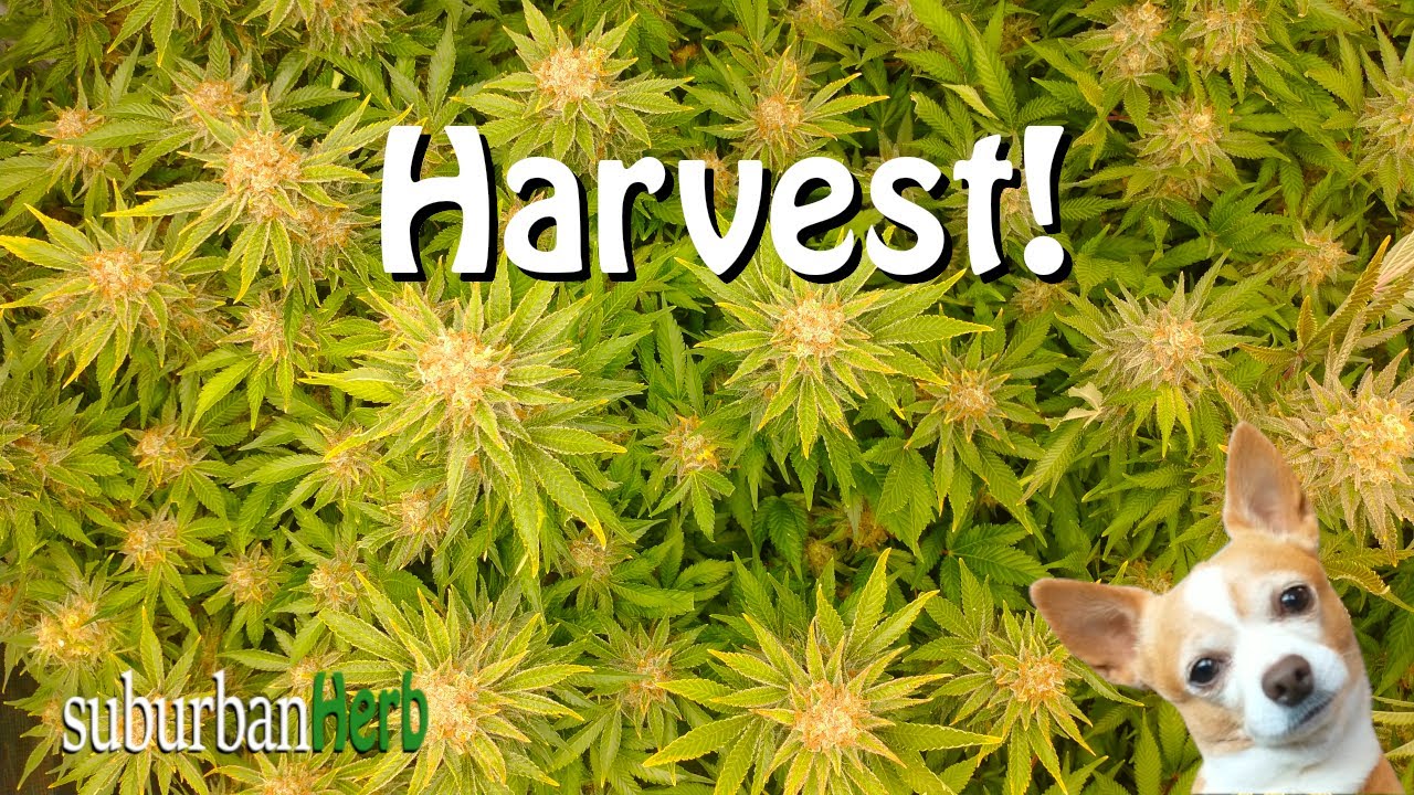 День урожая для Black Domina! Мультиплант Viparspectra ks3000, выращивание в цвету.