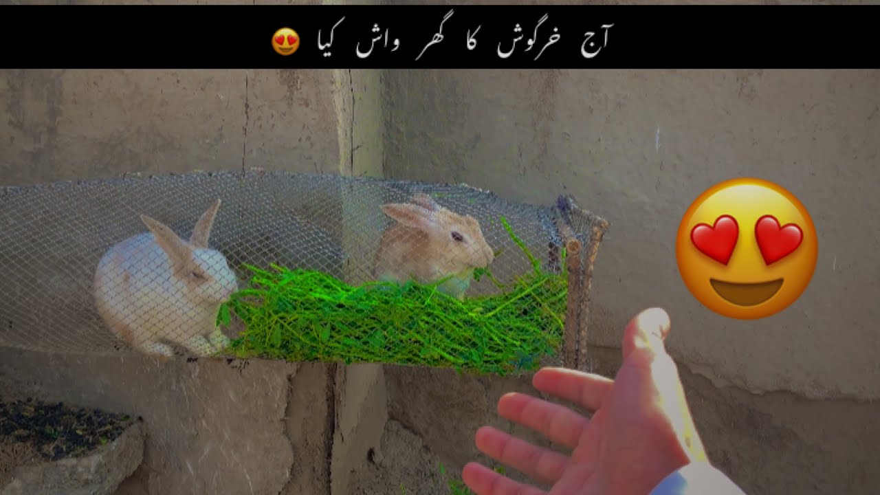 Aj Rabbit Ke Ghar Ko Wash Kiya 🐇
