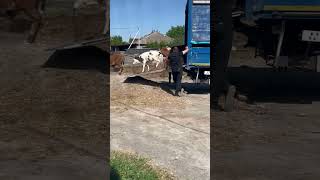 Yeni Danalar Geldi Sarilir Tel:051.792.83.28