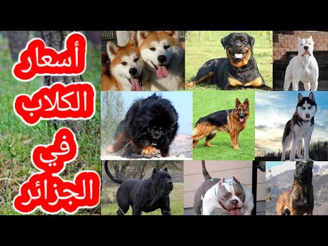 فيديو: أنواع الكلاب الصغيرة من الكلاب