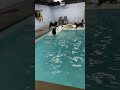 Dog Swimming tiktok zoomydogs