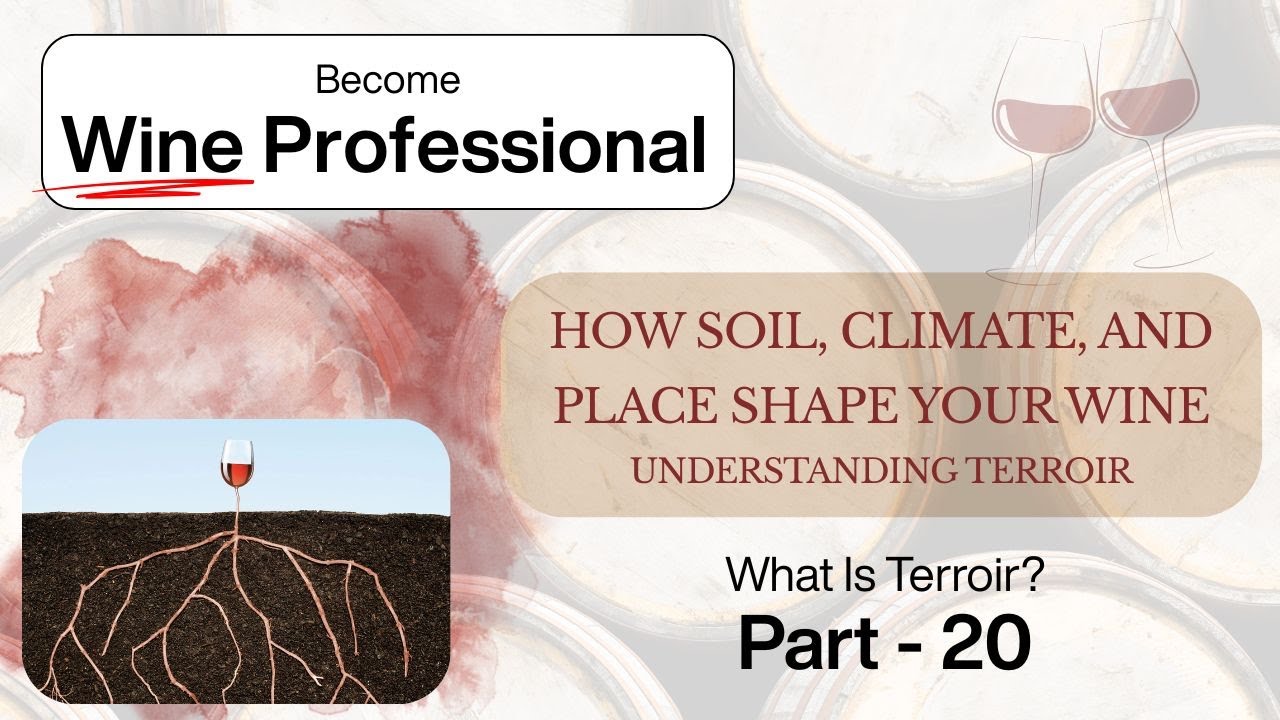 Terroir Explained | How Soil, Climate and Place Shape Wine | What Is Terroir?