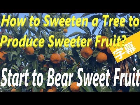 How to Sweeten A Tree to Produce Sweet Fruit? Making A Tree Start to Bear Sweet Fruit Is Not a Dream