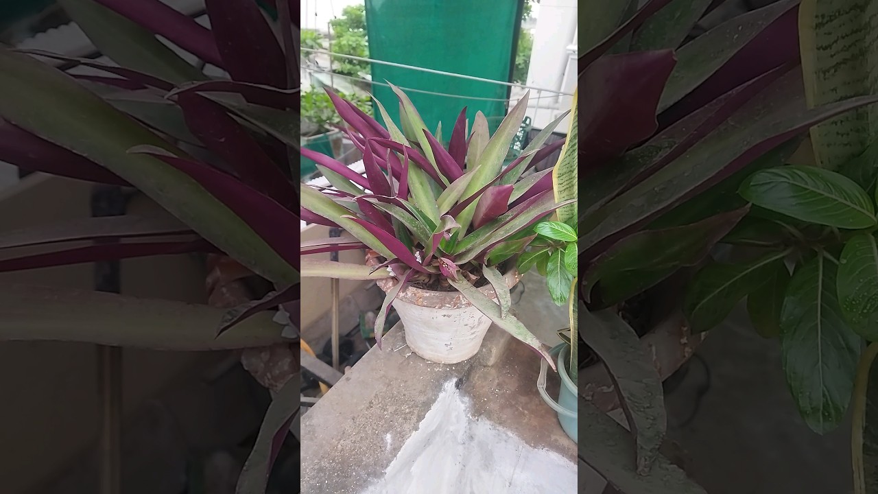 Purple And Green Leaves 💜💚 2 