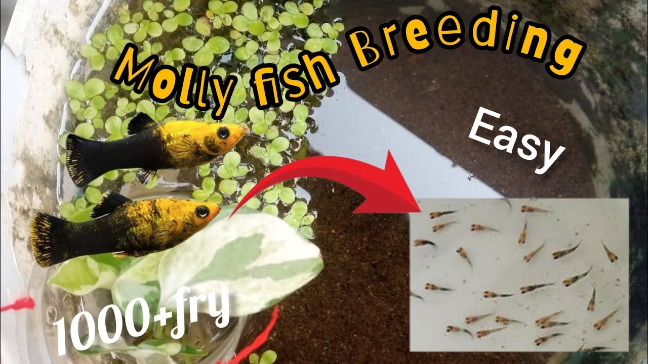 Fish Breeding Setup Molly fish breeding set up#fish#breeding#mollyfish - YouTube