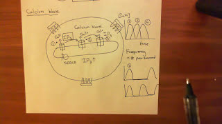 The Gq Pathway Part 4