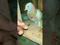 🕊️👀🥰#marriageproposals #kabootarba #birdspecies